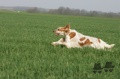 Setter Anglais VAD DU MAS D'EYRAUD Setter Anglais VAD DU MAS D'EYRAUD